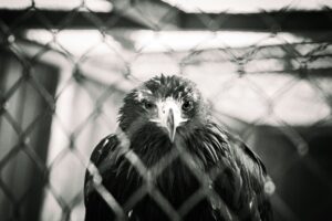eagle